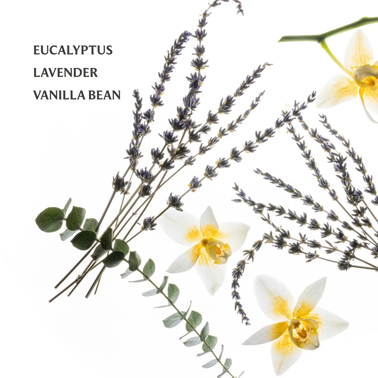 Eucalyptus, lavender, and vanilla bean with flowers on a white background
