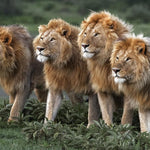 remembering lions hardcover coffee table book