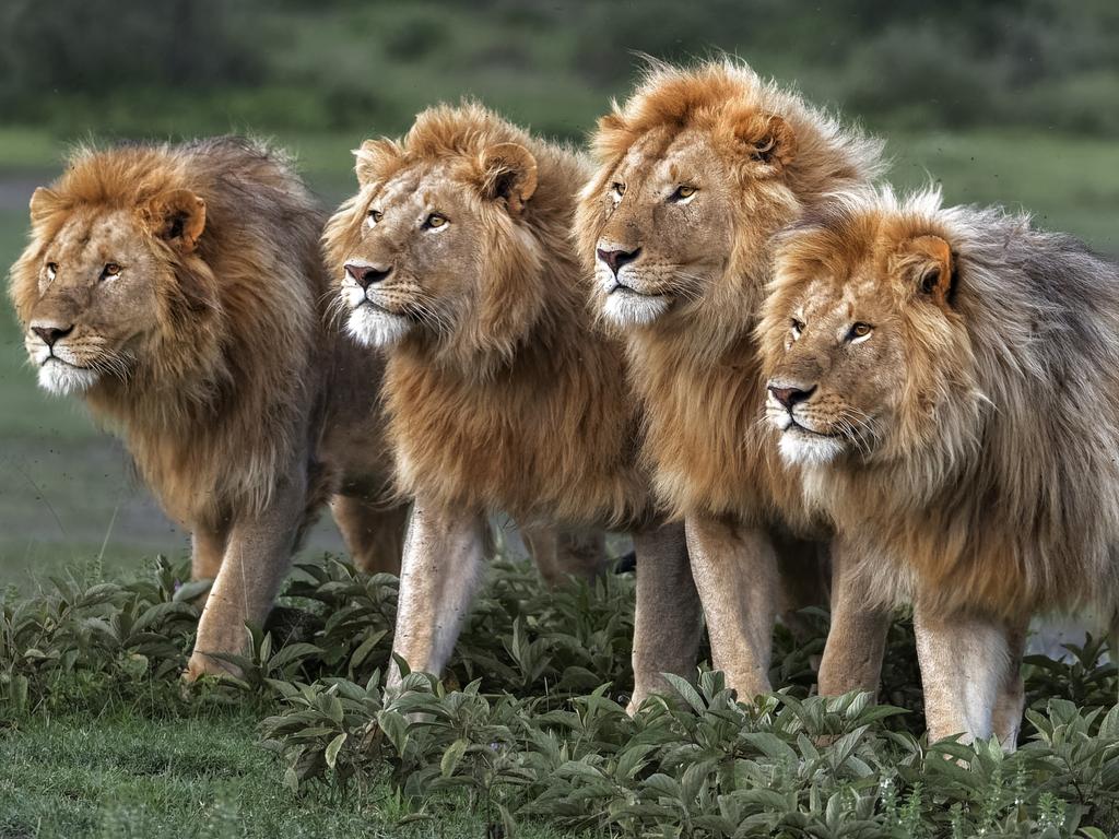 remembering lions hardcover coffee table book