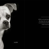 finding home shelter dogs and their stories hardcover book