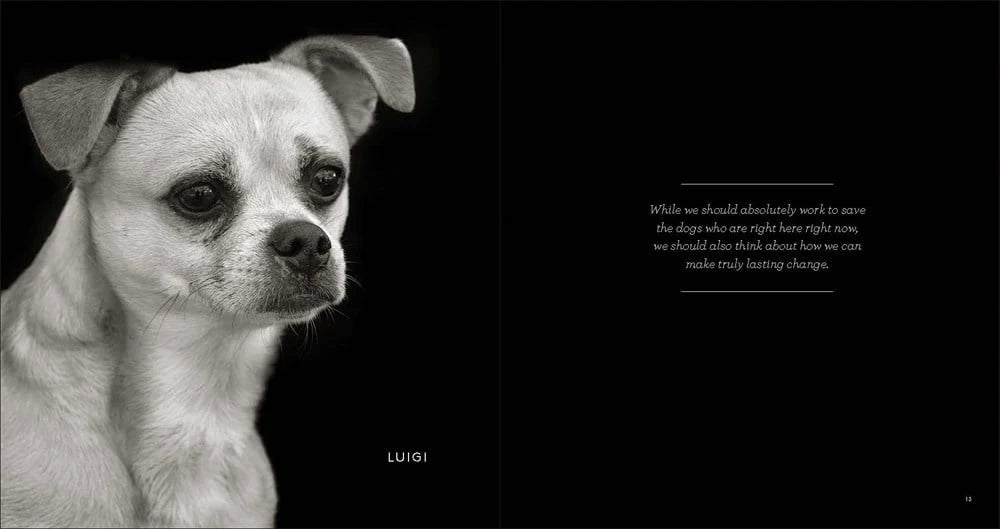 finding home shelter dogs and their stories hardcover book