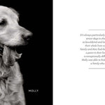 finding home shelter dogs and their stories hardcover book