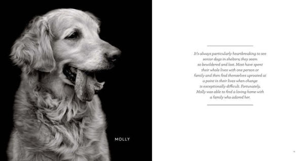 finding home shelter dogs and their stories hardcover book