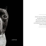 finding home shelter dogs and their stories hardcover book