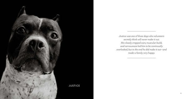 finding home shelter dogs and their stories hardcover book