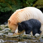 Remembering Bears Wildlife Photographers United Hardcover Coffee Table Book