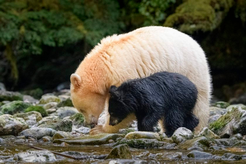 Remembering Bears Wildlife Photographers United Hardcover Coffee Table Book