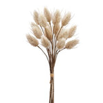 HARES TAIL BUNDLE, 14"H, LARGE - 6 STEMS