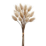 HARES TAIL BUNDLE, 14"H, LARGE - 6 STEMS