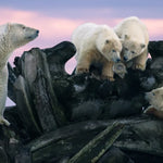 Remembering Bears Wildlife Photographers United Hardcover Coffee Table Book