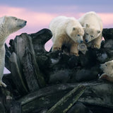 Remembering Bears Wildlife Photographers United Hardcover Coffee Table Book