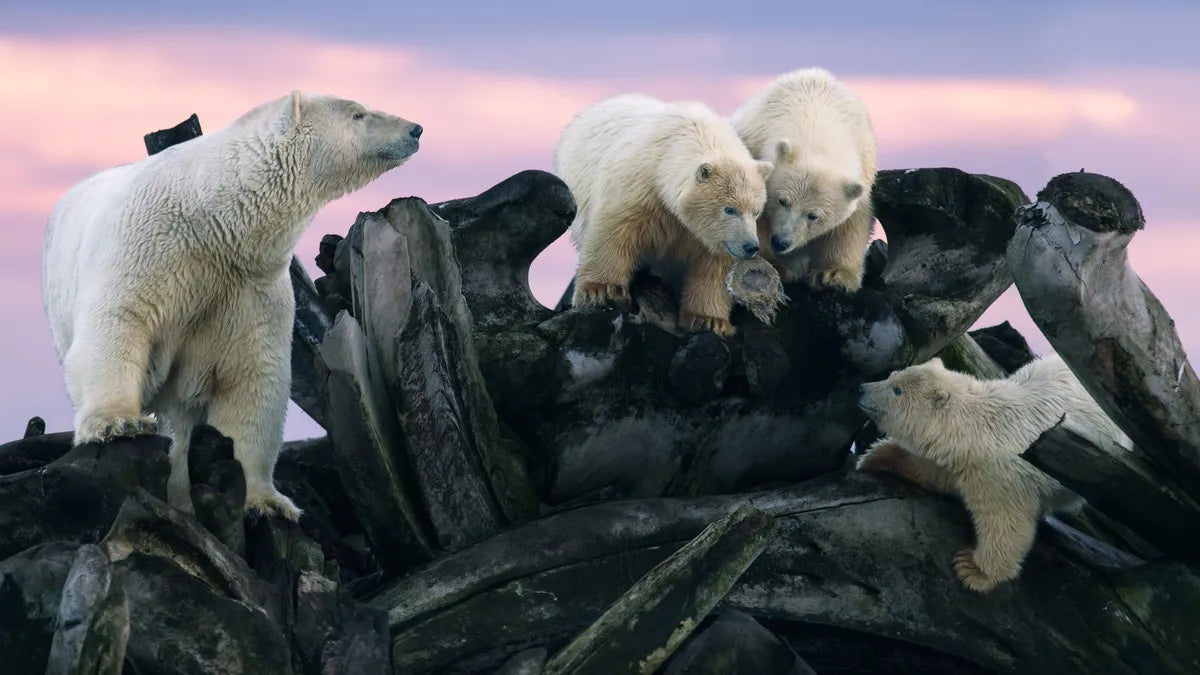 Remembering Bears Wildlife Photographers United Hardcover Coffee Table Book