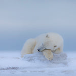Remembering Bears Wildlife Photographers United Hardcover Coffee Table Book