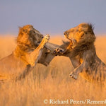 remembering lions hardcover coffee table book