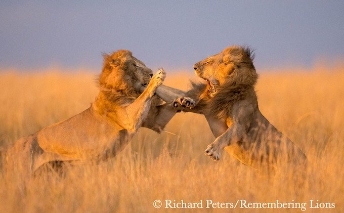 remembering lions hardcover coffee table book