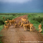 remembering lions hardcover coffee table book