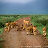 remembering lions hardcover coffee table book