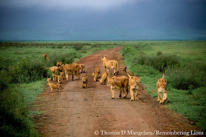 remembering lions hardcover coffee table book