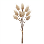 HARES TAIL BUNDLE, 14"H, SMALL - 3 STEMS