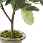 close up shot of potted eucalyptus leaves and moss in pot