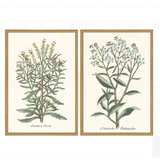 botanical plant print, two styles