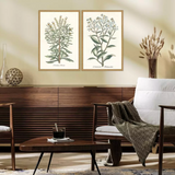 botanical plant print, two styles