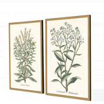 botanical plant print, two styles