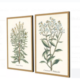 botanical plant print, two styles