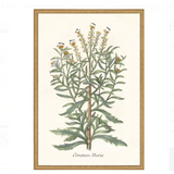 botanical plant print, style A