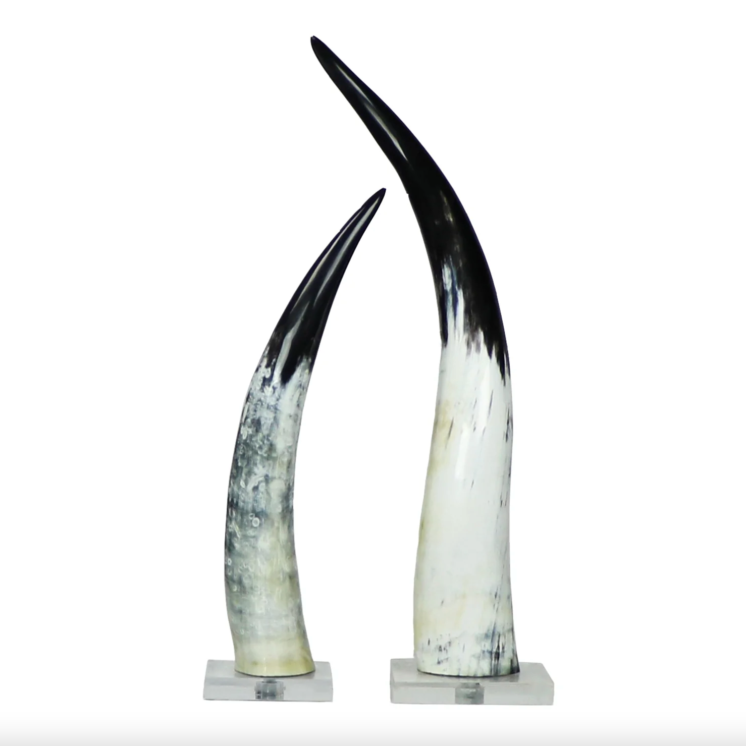 black and white cow horn on base, two sizes