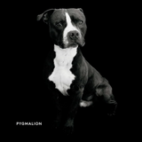 finding home shelter dogs and their stories hardcover book