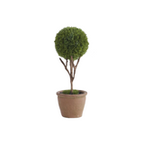 Potted plant with a round top in a brown pot on a white background