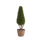 Potted coniferous tree on a white background