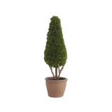 Potted coniferous tree on a white background