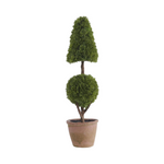 Potted topiary plant with two distinct shapes on a white background