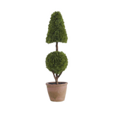 Potted topiary plant with two distinct shapes on a white background