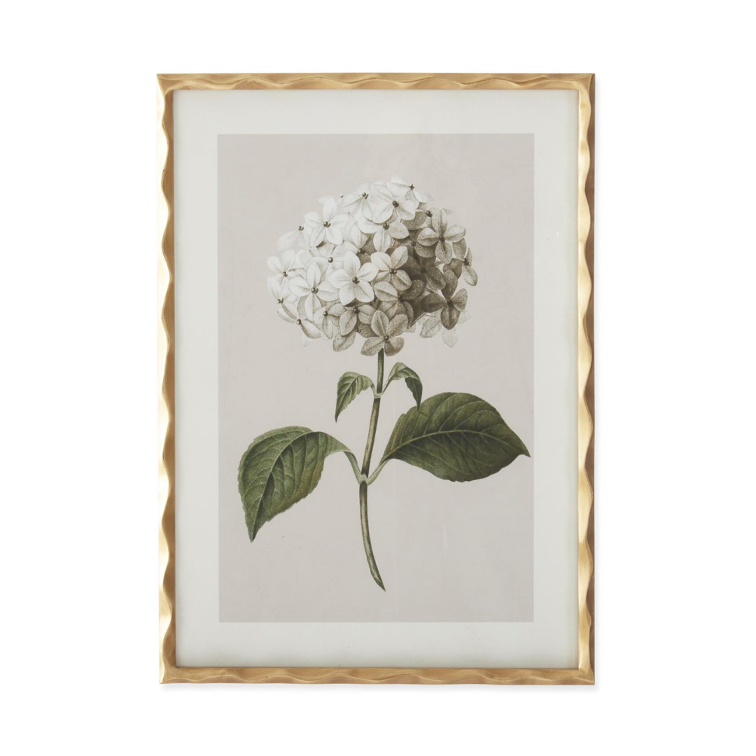 Framed botanical print of a flower with a gold frame on a white background