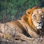 remembering lions hardcover coffee table book