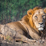 remembering lions hardcover coffee table book