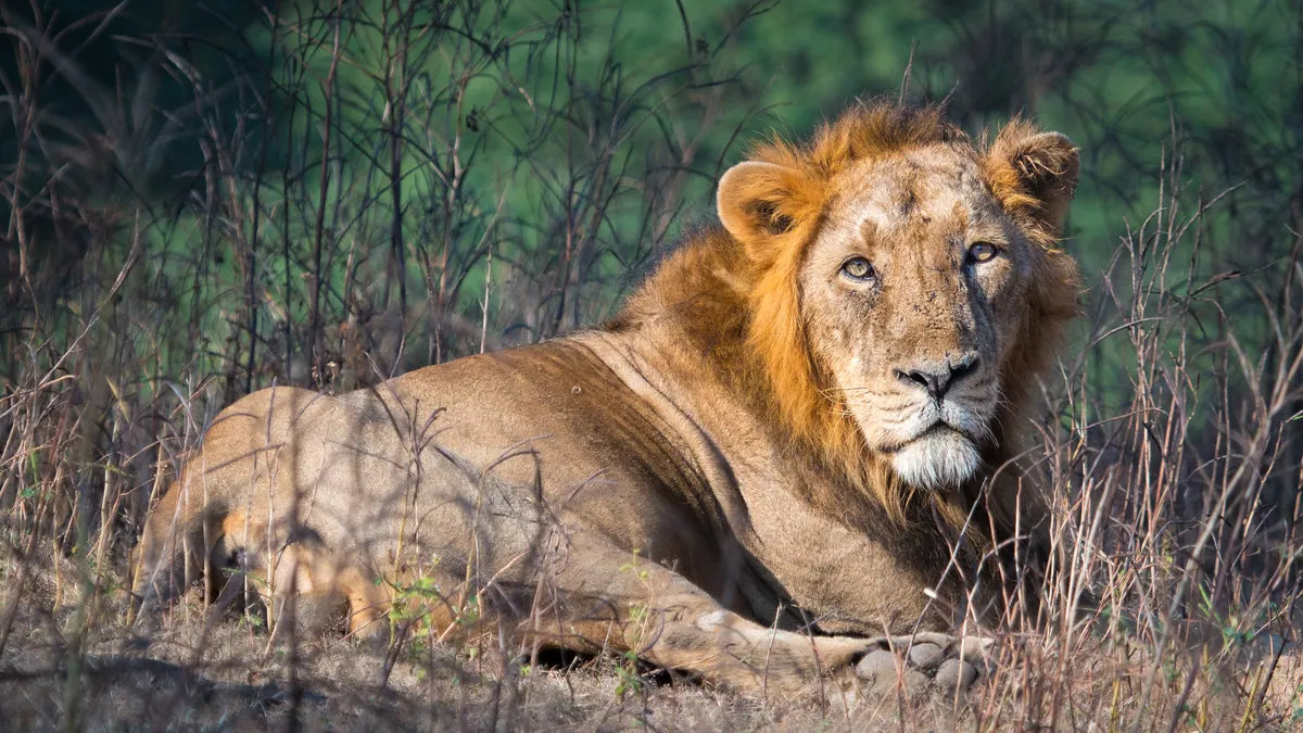 remembering lions hardcover coffee table book