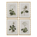 Four framed botanical prints of flowers on a white background