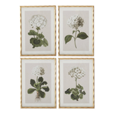 Four framed botanical prints of flowers on a white background