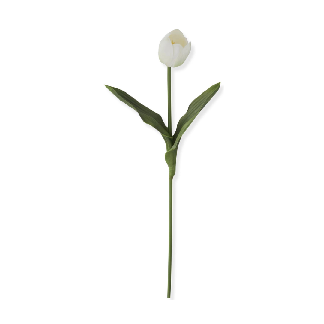 Single white tulip with green stem and leaves on a white background