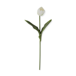 Single white tulip with green stem and leaves on a white background