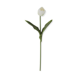 Single white tulip with green stem and leaves on a white background