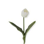 White tulip flower with green leaves on a white background
