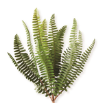 Artificial fern plant on a white background