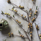 Stem, Rosehip Dappled