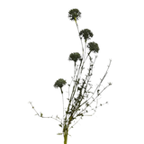 Stem, Melaleuca - Dusk