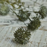 Stem, Melaleuca - Dusk